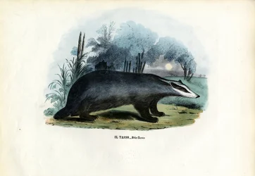 Tasso europeo, 1863-79